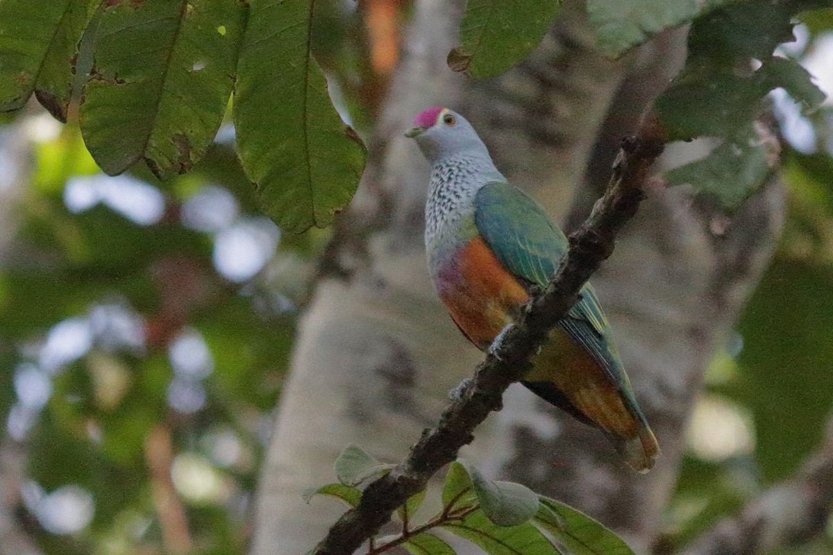 Rose-crowned Fruit-Dove - ML192019821