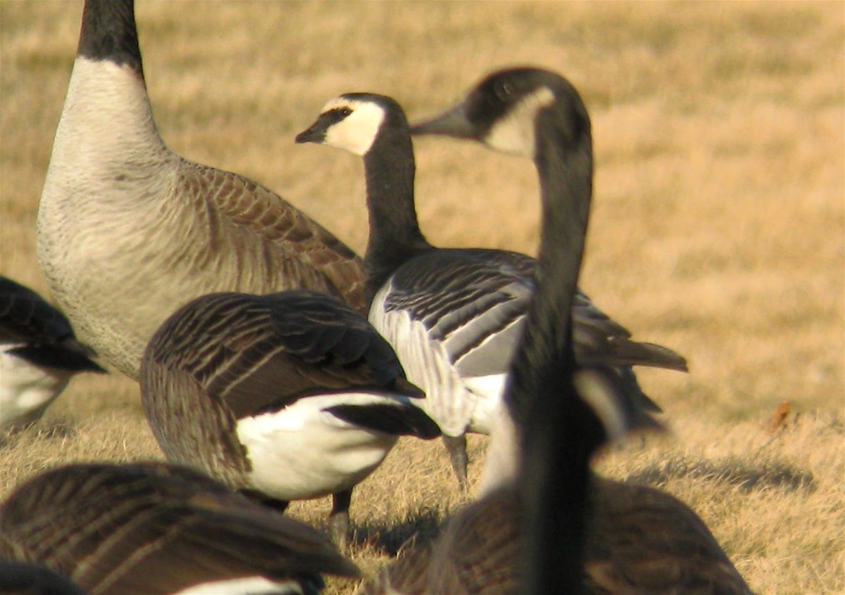 Barnacle Goose - Shai Mitra