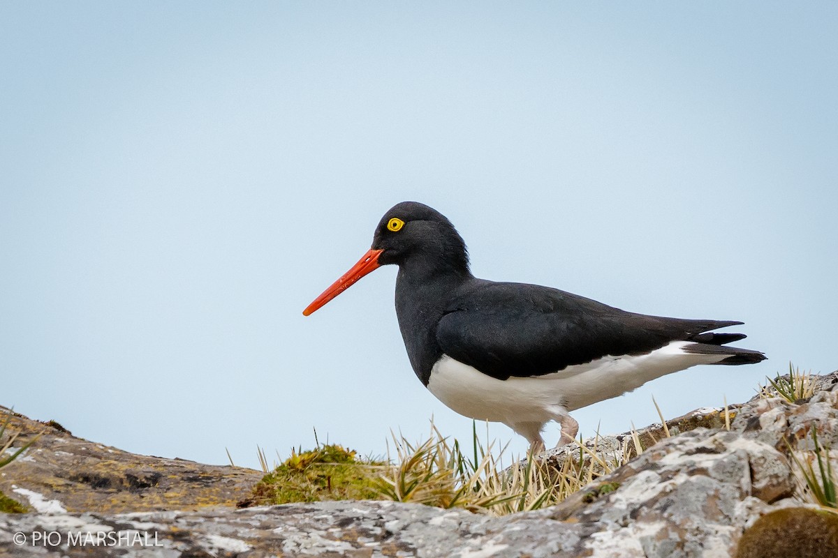 Magellanic Oystercatcher - ML192020831