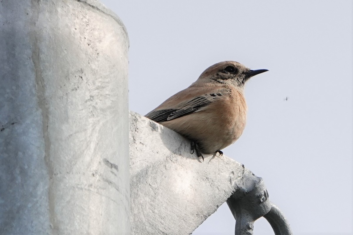 Monachella del deserto - ML192022551