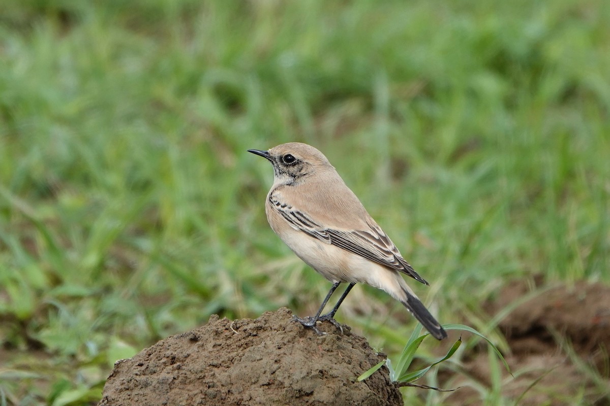 Monachella del deserto - ML192022571
