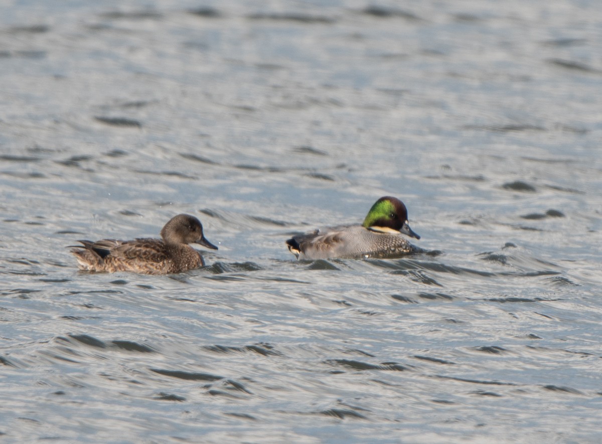 Falcated Duck - ML192022691