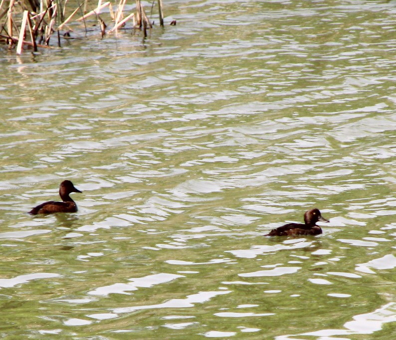 Ferruginous Duck - ML192022791