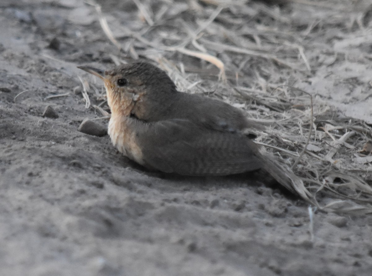 House Wren - ML192024121