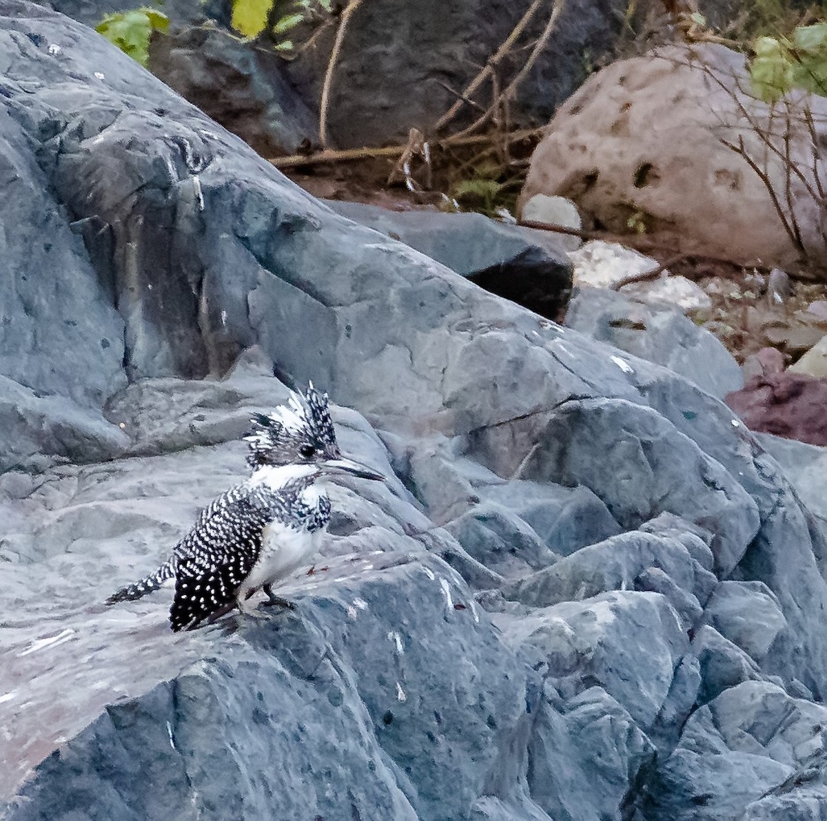 Crested Kingfisher - ML192024421