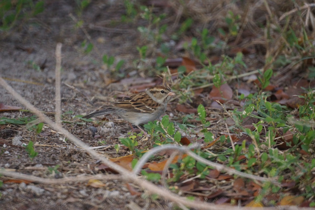 Chipping Sparrow - ML192024611