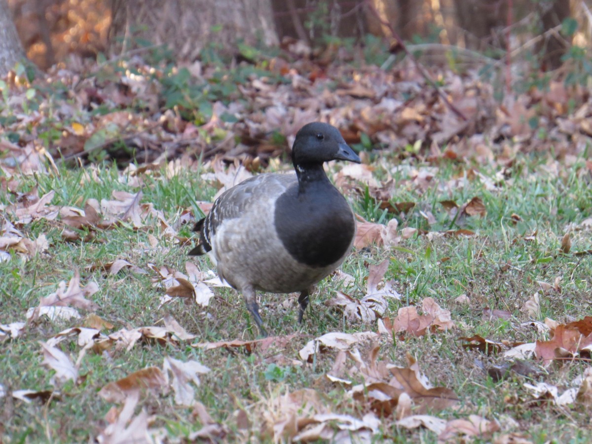 Brant - ML192025861
