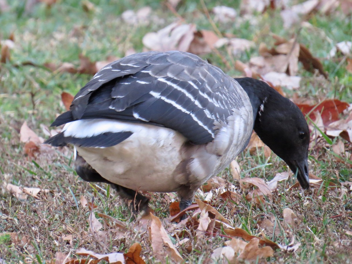 Brant - ML192025871