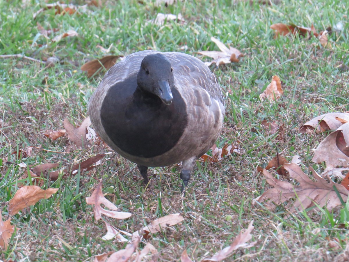 Brant - ML192025881
