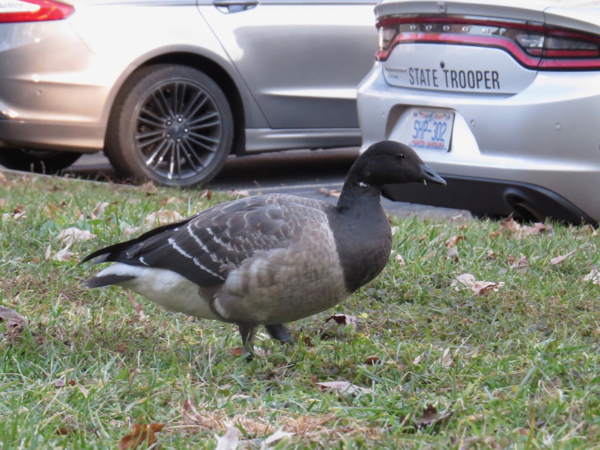 Brant - ML192025891