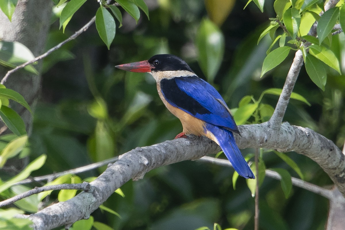 Black-capped Kingfisher - Michael Leong