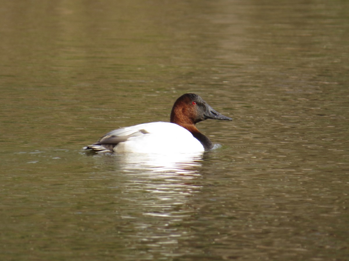 Canvasback - ML192026371