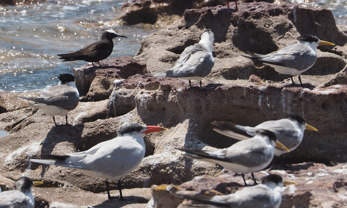 Black Noddy - ML192026761
