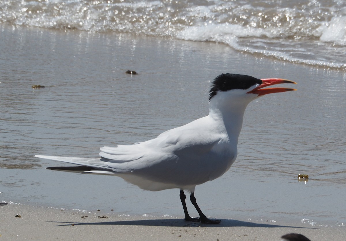 Sterne caspienne - ML192027021