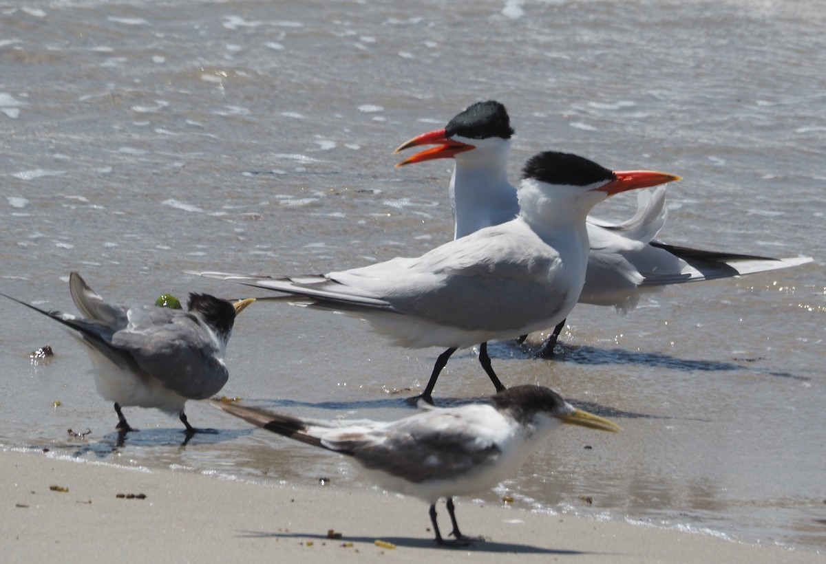 Caspian Tern - ML192027191