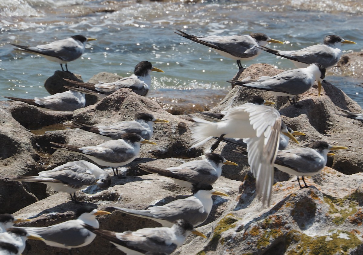 Great Crested Tern - ML192027351