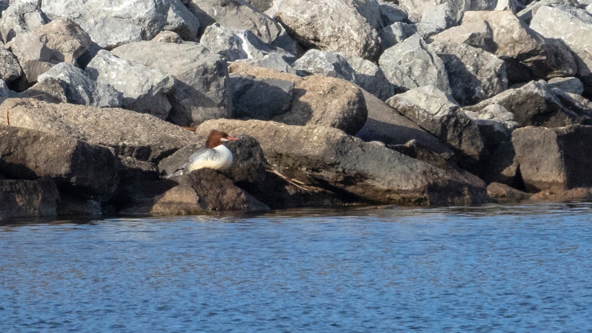 Common Merganser - ML192027471