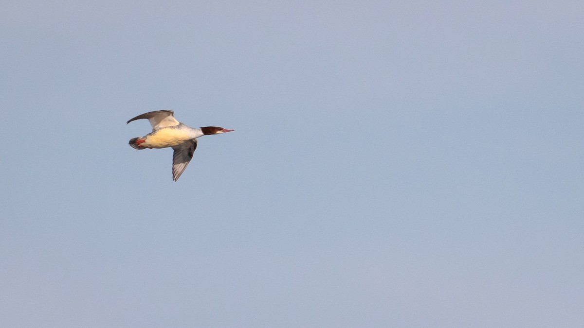 Common Merganser - Anonymous