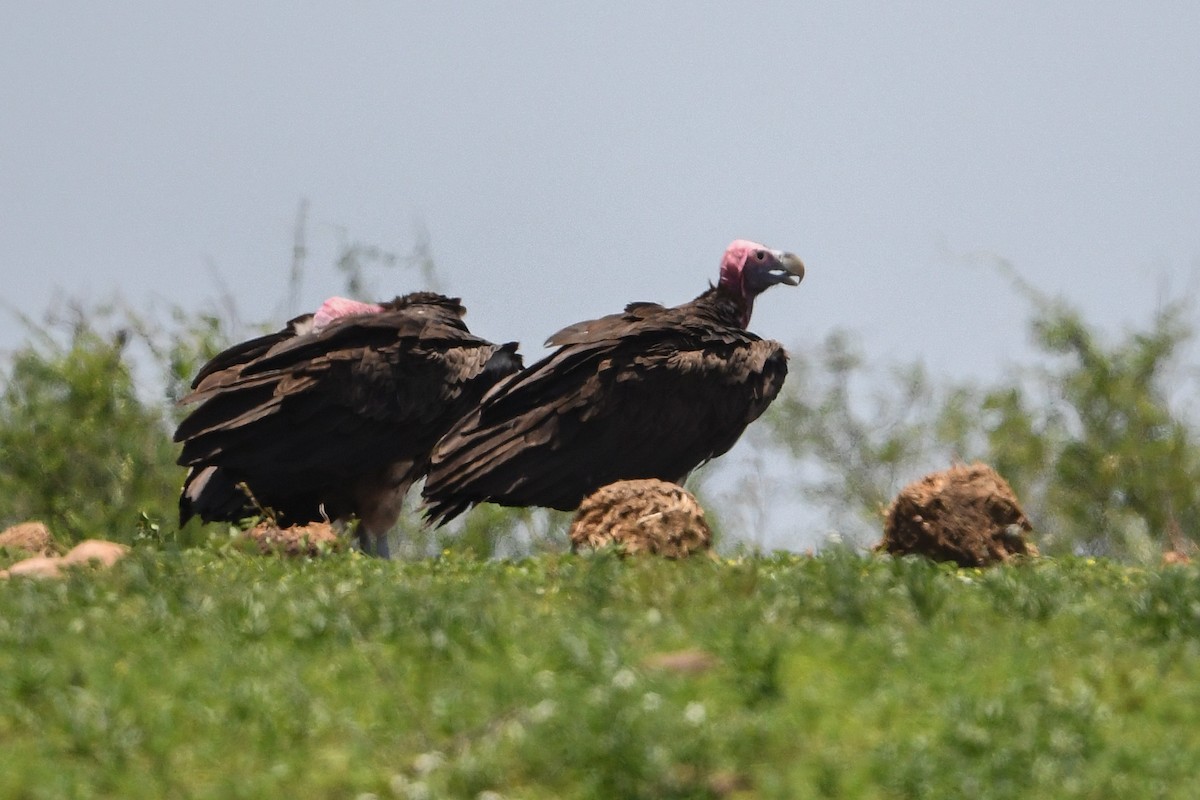 Lappet-faced Vulture - ML192028571