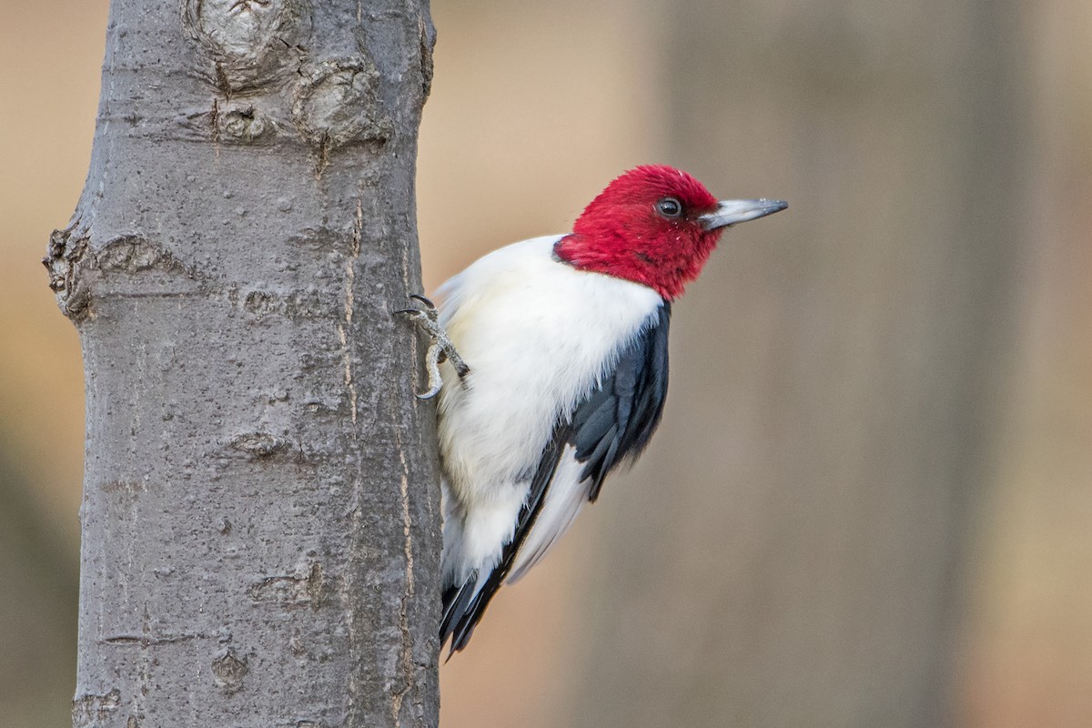 Red-headed Woodpecker - Sue Barth
