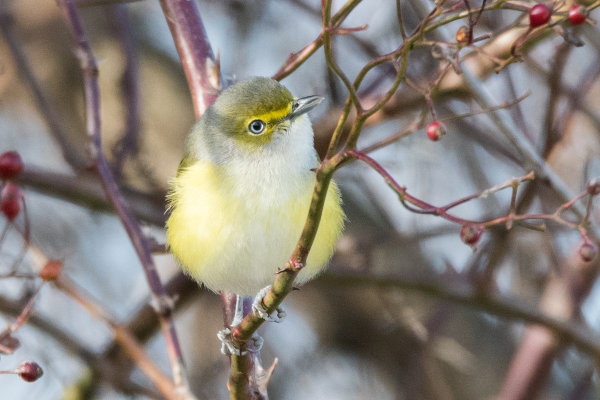 White-eyed Vireo - Sue Barth