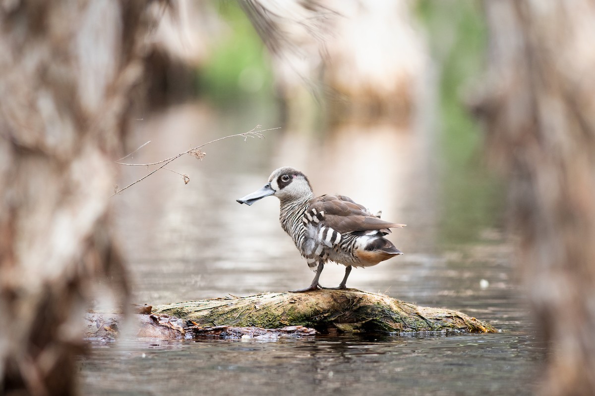 Pink-eared Duck - Charles Thomas