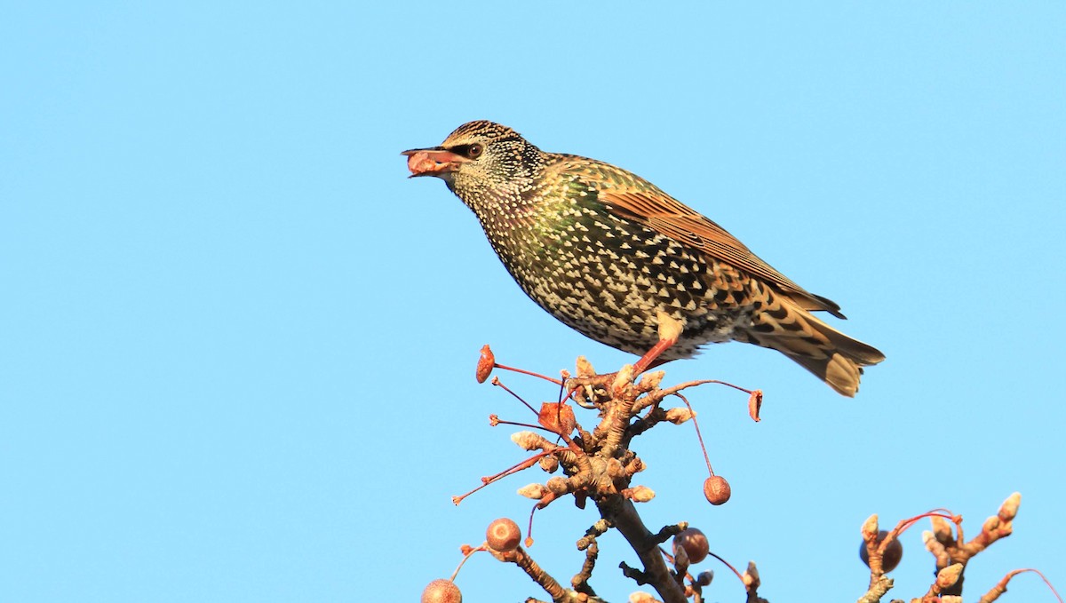 European Starling - ML192030241