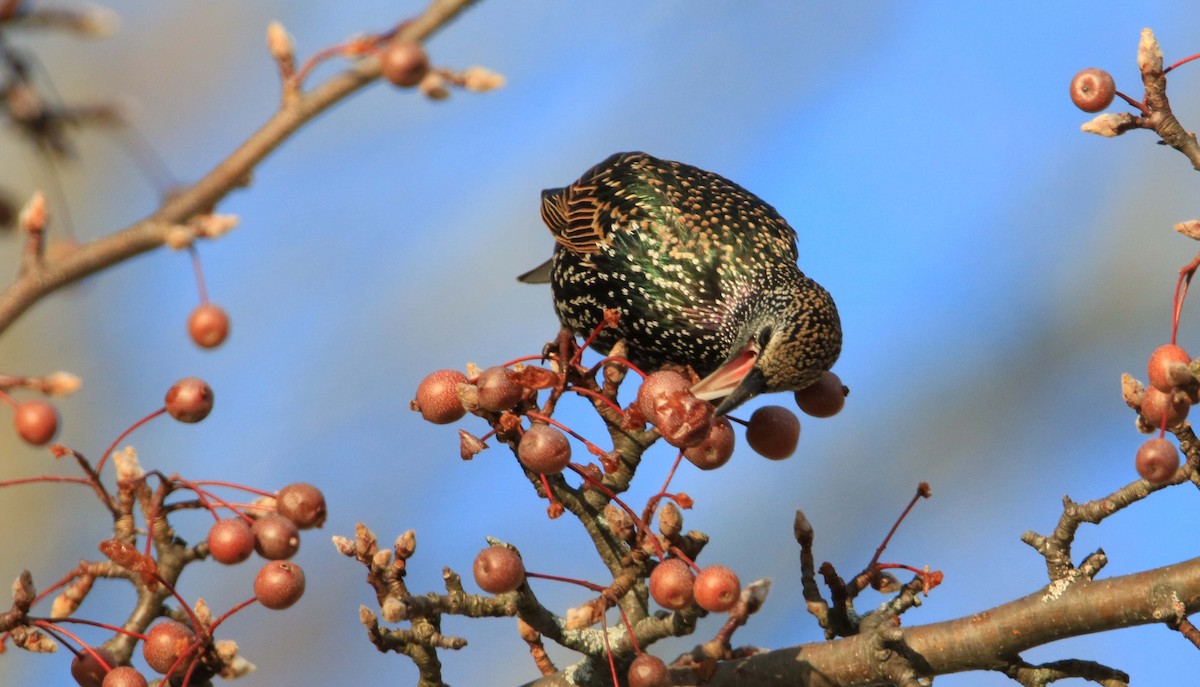 European Starling - ML192030251