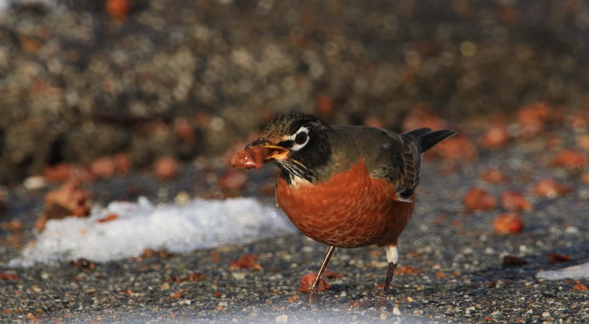 American Robin - ML192030681