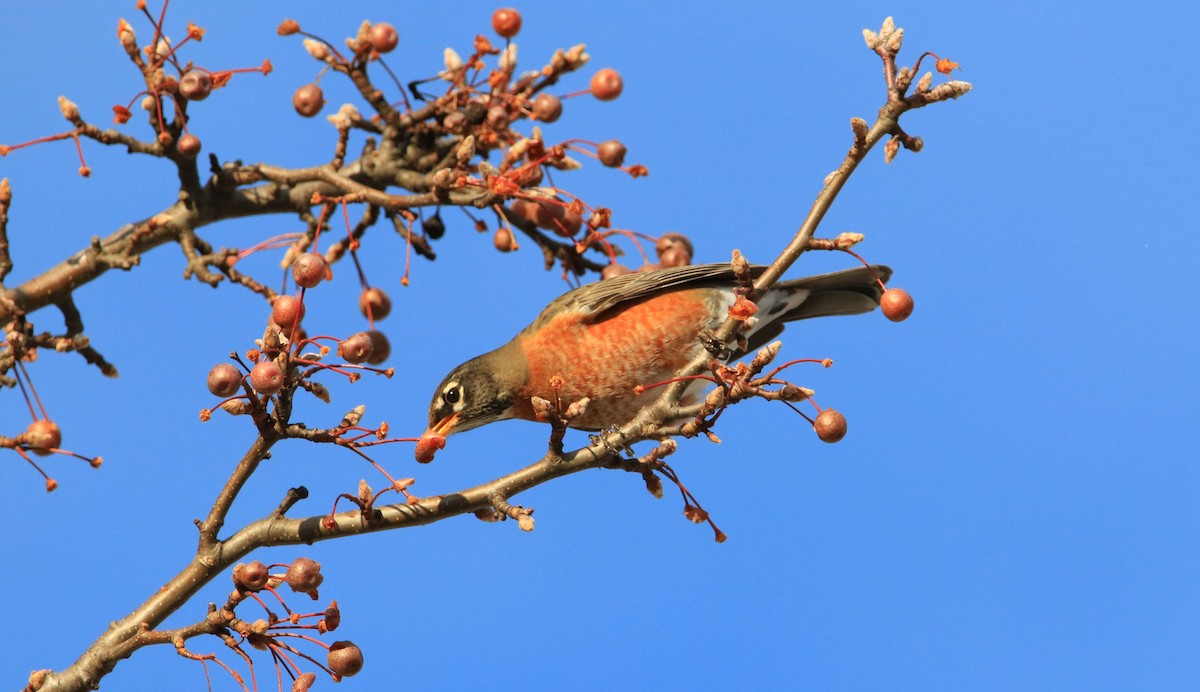 American Robin - ML192030691