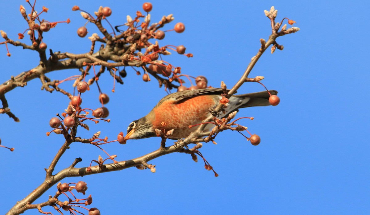 American Robin - ML192030701
