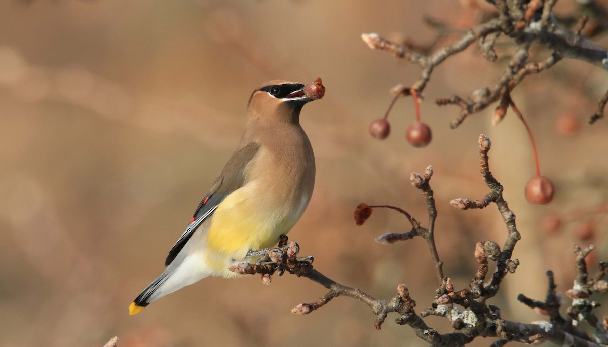 Cedar Waxwing - ML192031001