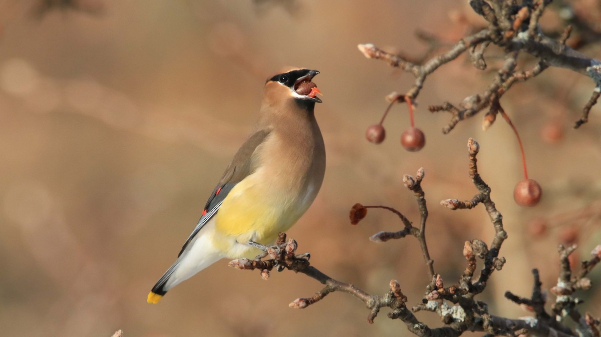 Cedar Waxwing - ML192031011
