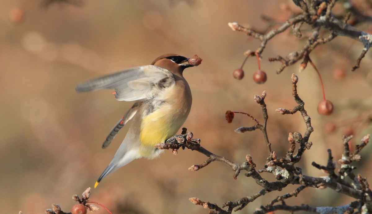 Cedar Waxwing - ML192031021