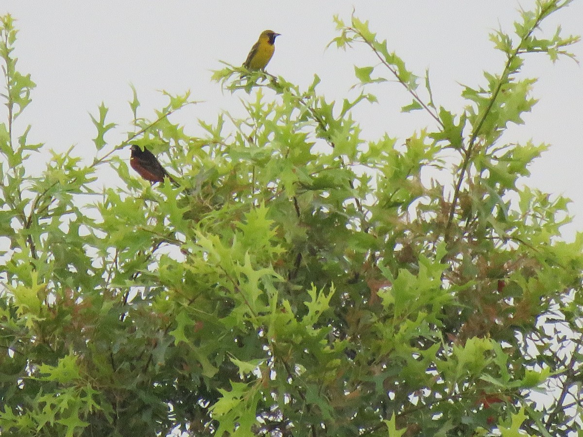 Orchard Oriole - ML192031141