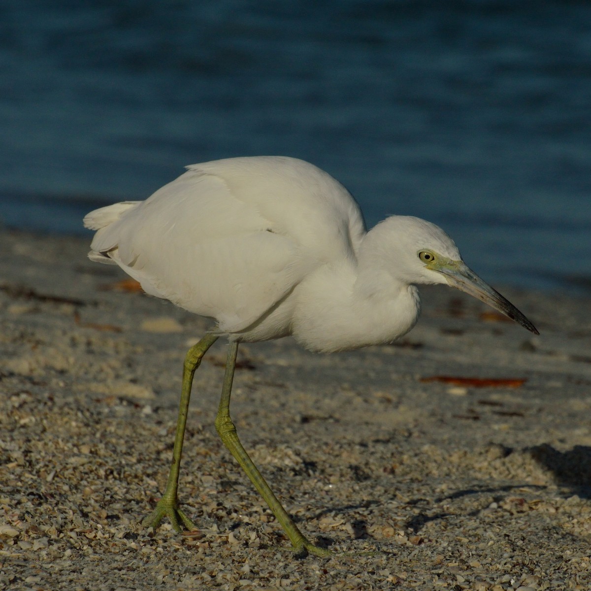 Little Blue Heron - ML192031381