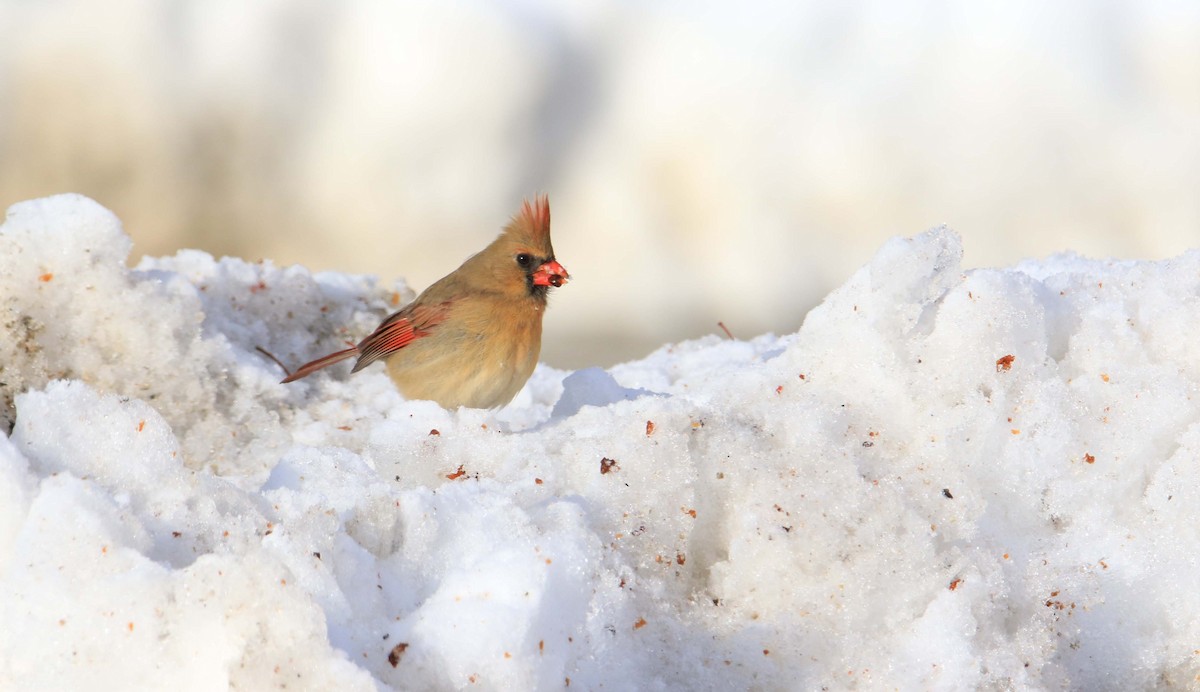 Northern Cardinal - ML192031511