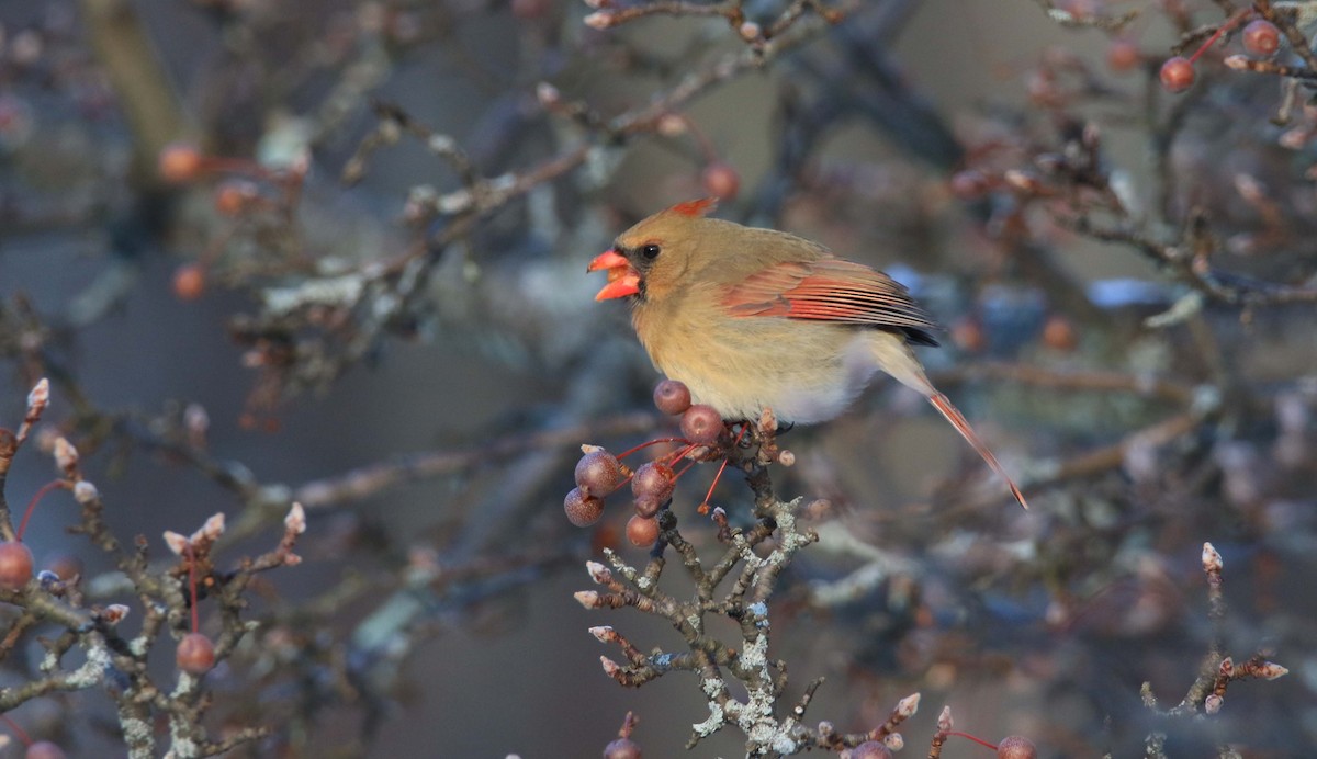 Northern Cardinal - ML192031521