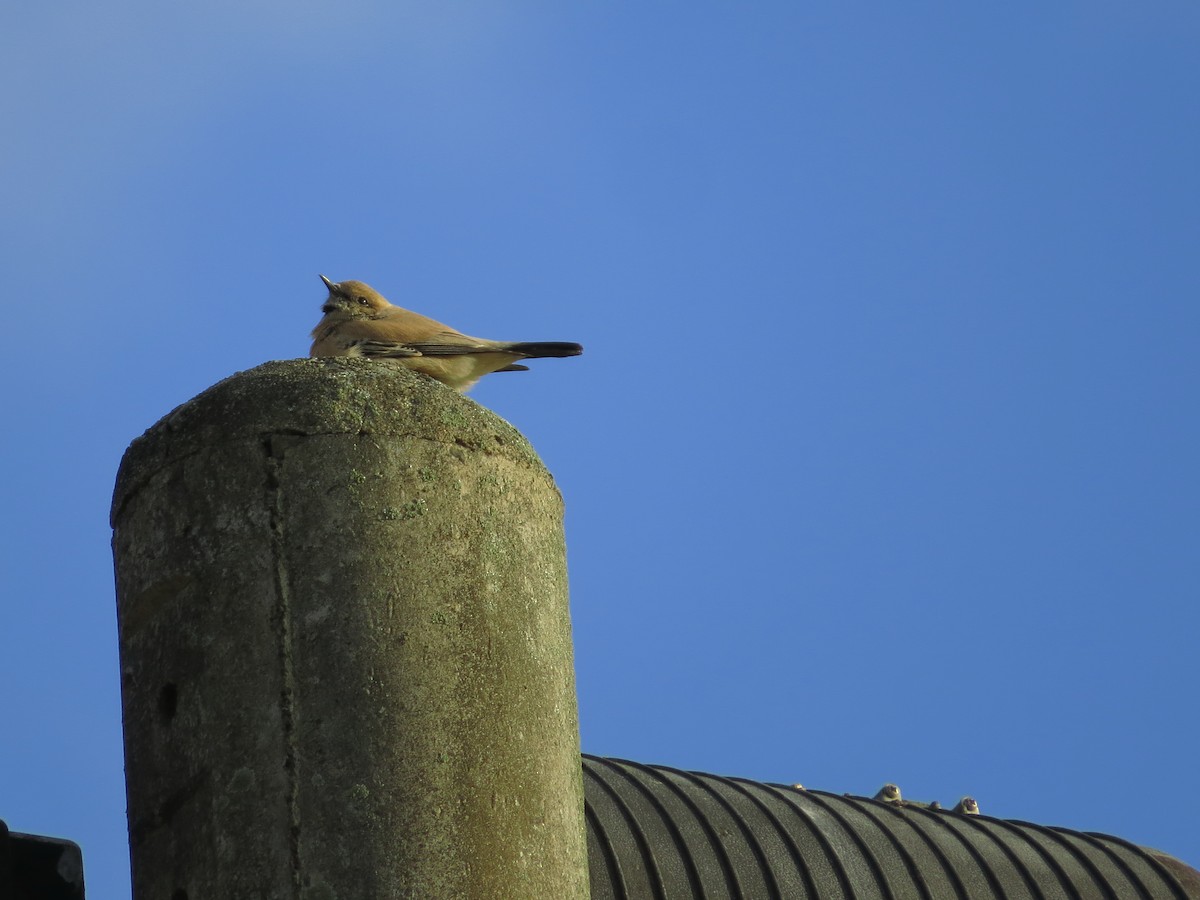 Desert Wheatear - ML192031851