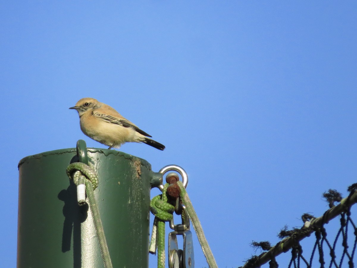 Desert Wheatear - ML192031891