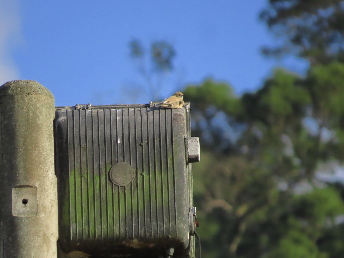 Desert Wheatear - ML192031901