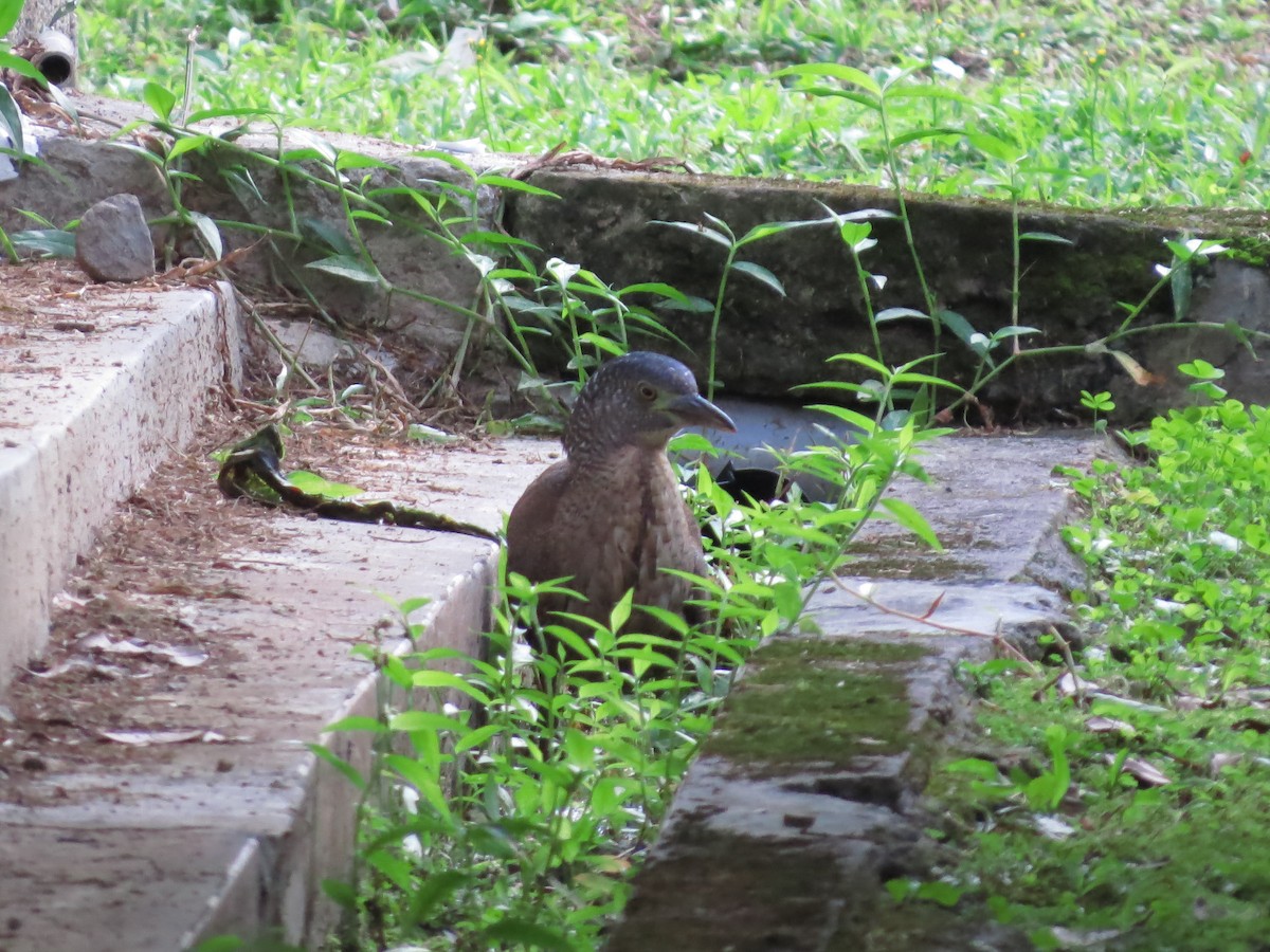 Malayan Night Heron - ML192031921