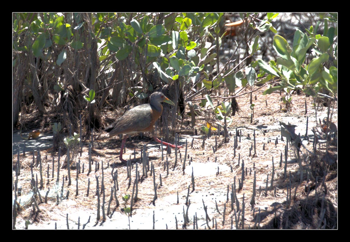 Cotara de Manglar - ML192033011