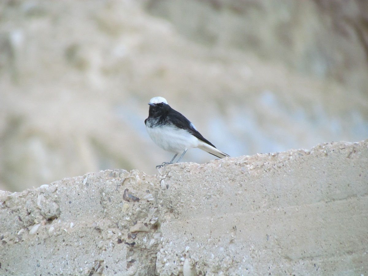 Hooded Wheatear - ML192033141