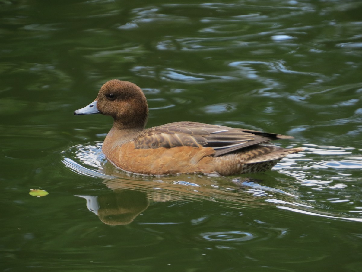 Eurasian Wigeon - 季剛 謝