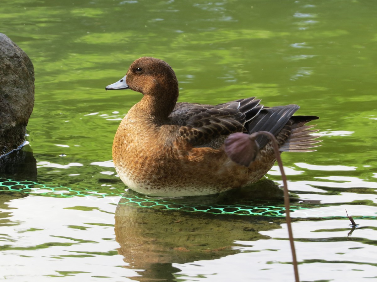 Eurasian Wigeon - ML192035381