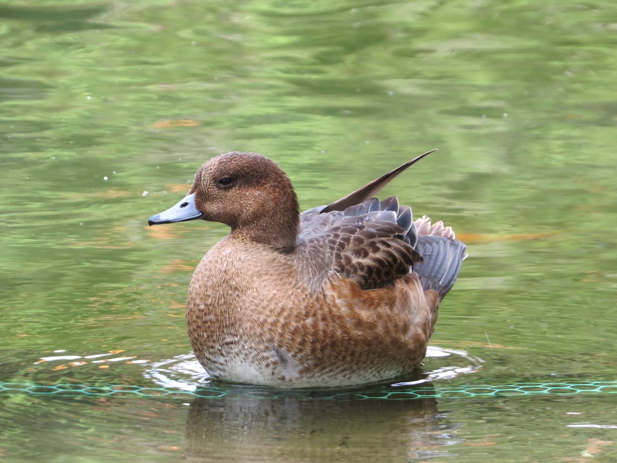 Eurasian Wigeon - ML192035391