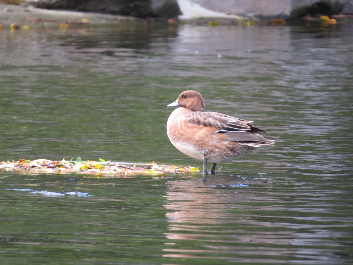 Eurasian Wigeon - ML192035401