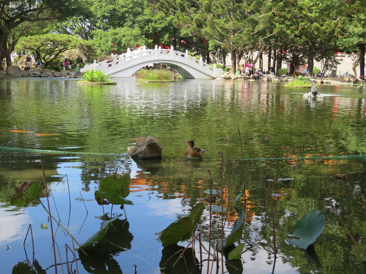 Eurasian Wigeon - ML192035431