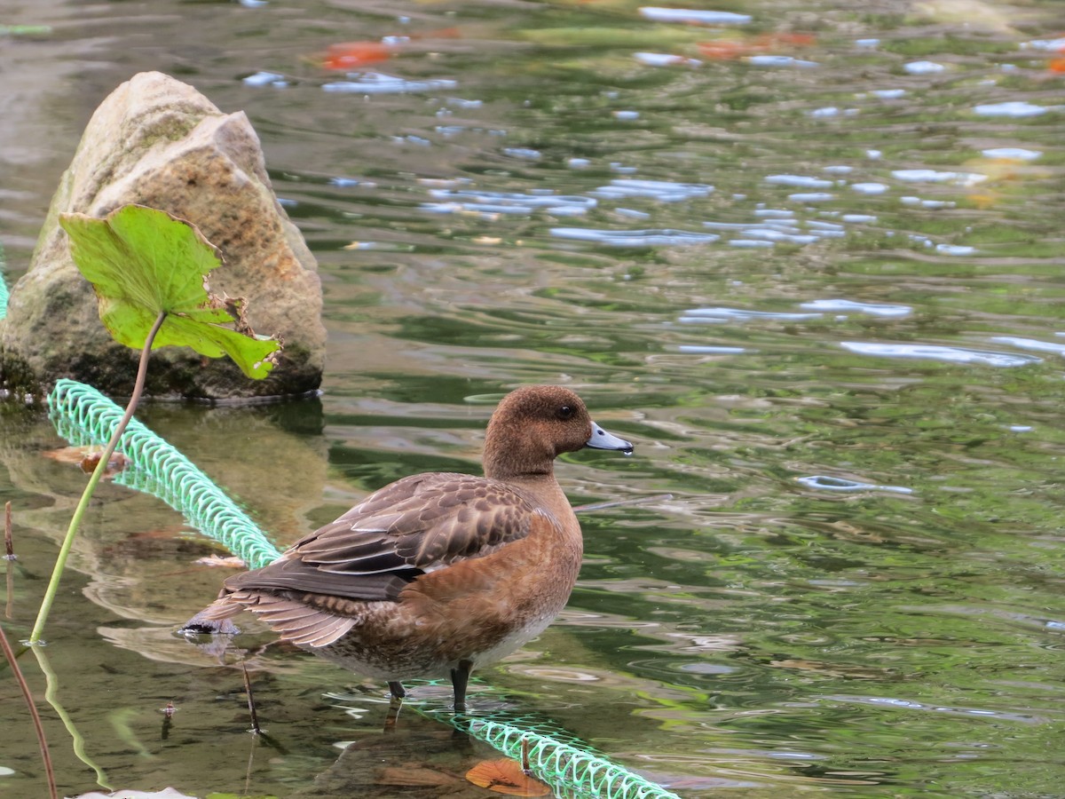 Eurasian Wigeon - ML192035441